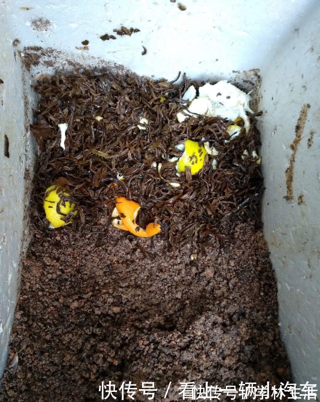 养花技巧：花盆里出现这个，抓紧换盆，不然一浇水就死翘翘