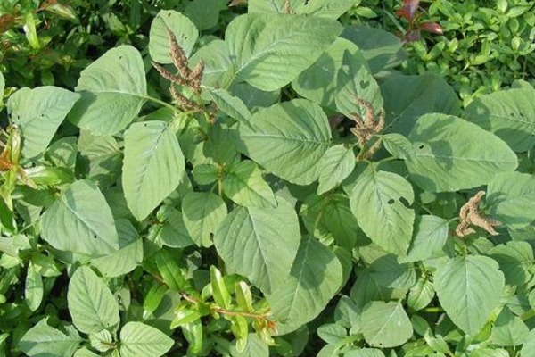 农村地区|比马齿笕还营养的野菜,有不少好处,城里人买都买不到!