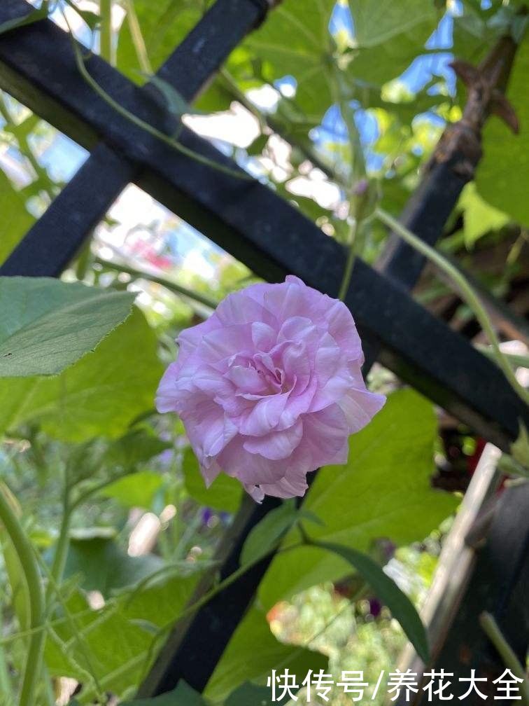 家里要是有院子，千万别养这4种花，泛滥了不好收拾