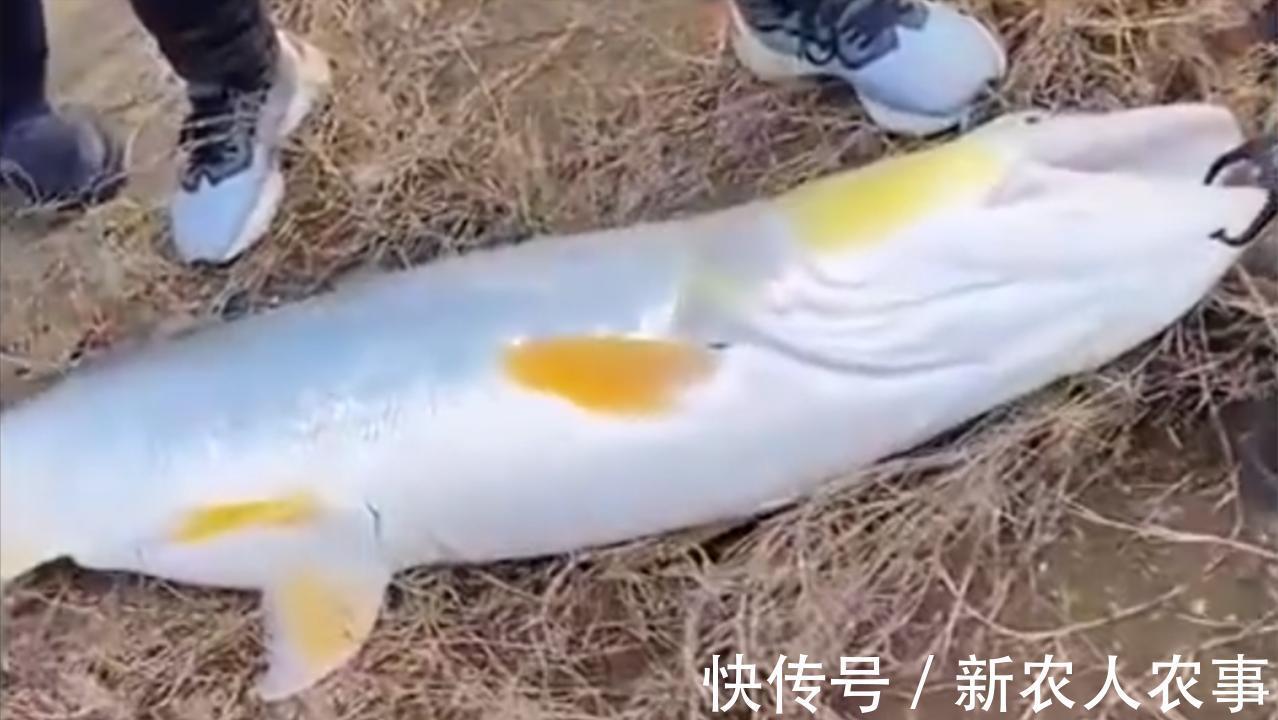湖南一男子在湘江里野钓，意外收获58斤的大鱼，直接在地上拖着走