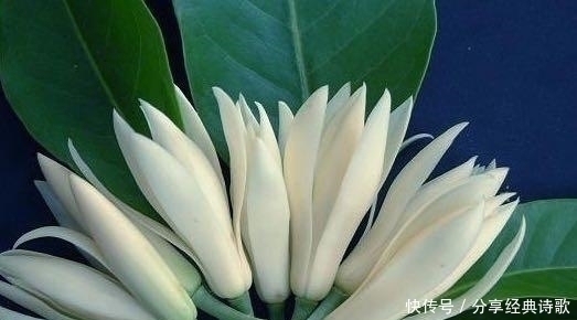 此花“再懒”的人也能养，10天不浇水照样能开花，比桂花还要香