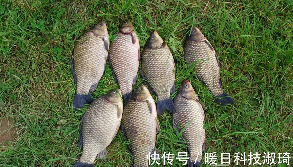 深水|夏季钓大鲫鱼,掌握这3点,看了以后你会说这是高手