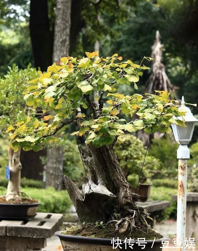 浇水|这4种“盆景树”,不仅观赏性高,寿命还特别长,越养越值钱