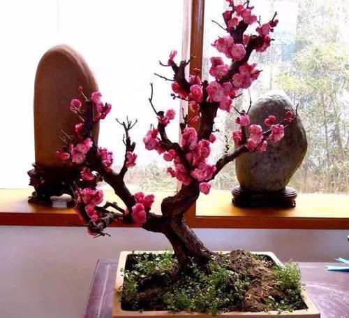 4种漂亮花,寓意好,大户人家都爱养,值得拥有!