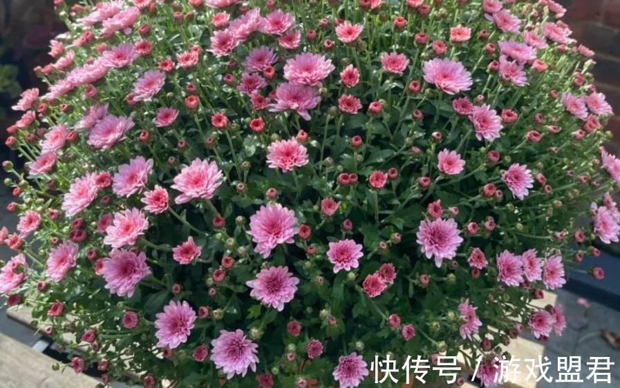 适合秋冬养殖的3种草花,好活,容易打理,花期漫长、开花美