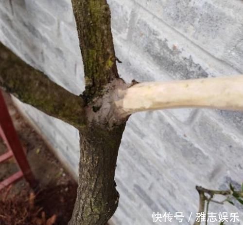 小野树|路边随手捡下“1野树”,虽不如老桩美观,但经修剪,也颇为高雅