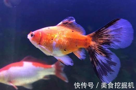 为什么说锦鲤和草金不能混养,养了五年也没事啊?