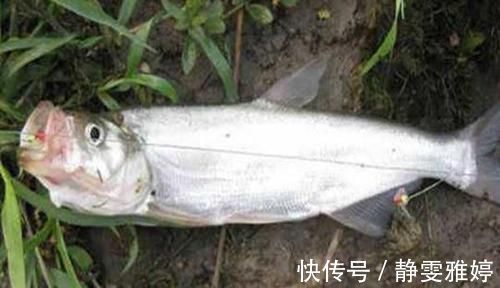 知识|涨知识：从鱼嘴的“朝向”说调漂，如何调漂中鱼率高？先看鱼嘴！