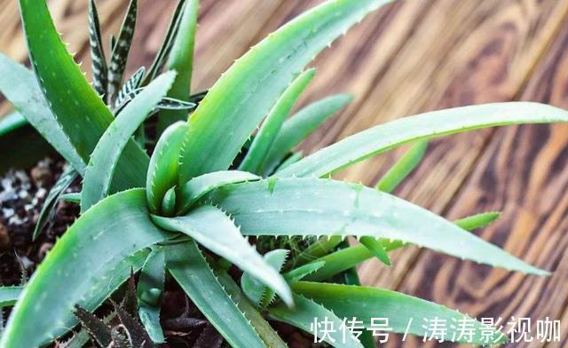 溶液|药片过期不知道该怎么处理养花就用上它们,可一举两得