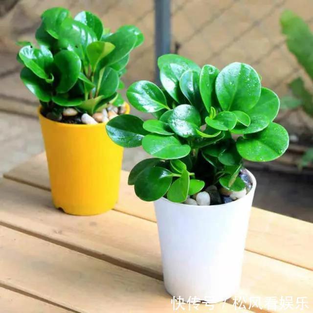 根系|这花称为“电脑杀手”,桌边放几盆减少辐射,养得肉嘟嘟更具生机