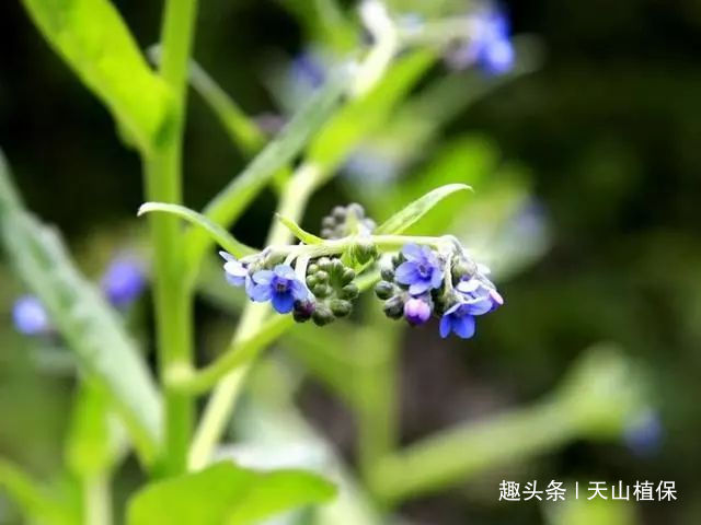 疥疮|农村一种野草,过去民间用它治疥疮,现在用来泡茶,20元一斤