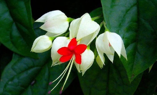 在家养龙吐珠别担心养不好,掌握好要点,花开就属它最艳丽最好看