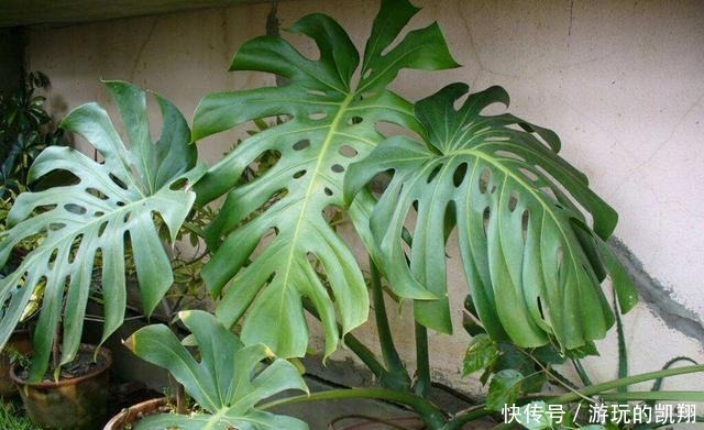 家里采光差,就养6种花,不爱晒太阳,就给一点光,蹭蹭长满盆