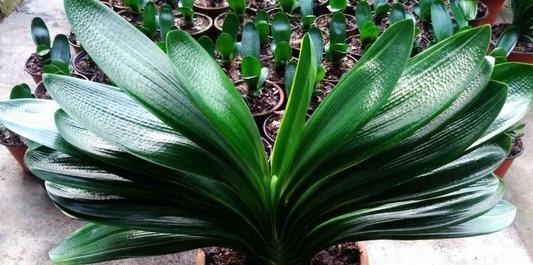 叶子|君子兰开花少给它喝点神仙水，叶子坚挺肥绿，开花100朵！