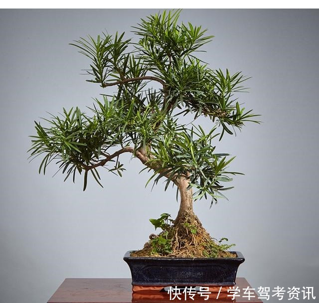 7种花,就得小盆养,盆越小水越少,长得更快!