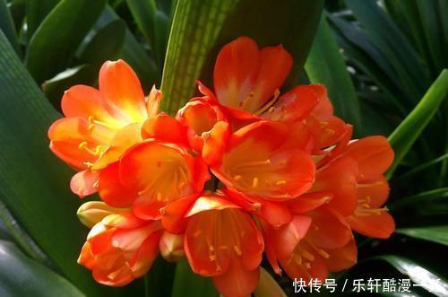 健壮|君子兰入夏要“静养”，扔一边，少管它，反而更健壮