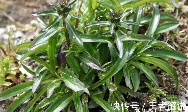 真汤|一个平衡阴阳的方子，疏肝、利胆、健脾、和胃，让你生命力旺盛！