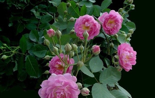 月月红|4种美丽的花卉盆栽,花香阵阵,花期长达半年,种在阳台开成花海