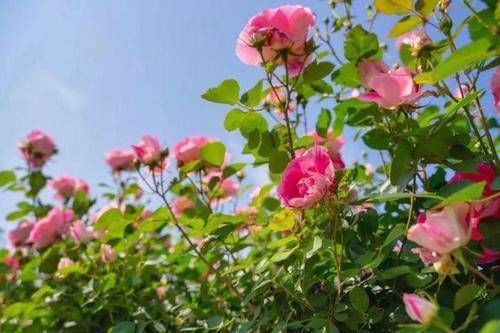 3种花就是醋坛子,浇水加几滴,叶子油绿发亮