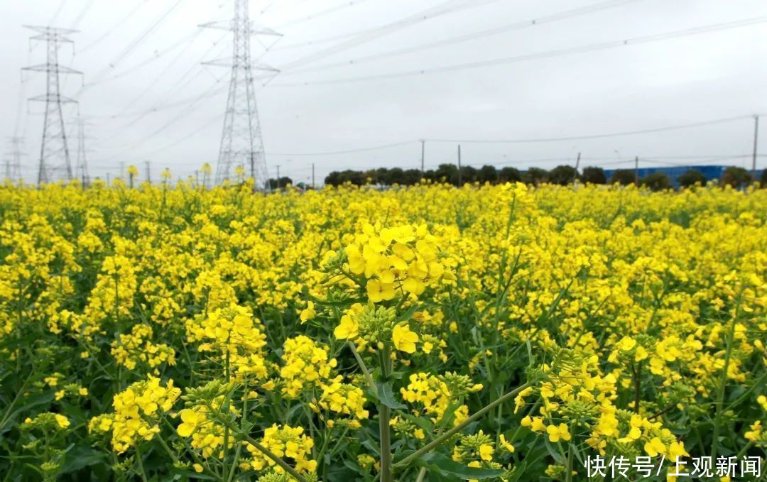 满目金黄香百里，快来宝山这片油菜花田寻春意