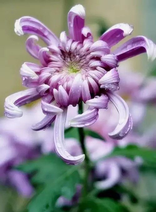 中国十大名花欣赏,美极了!