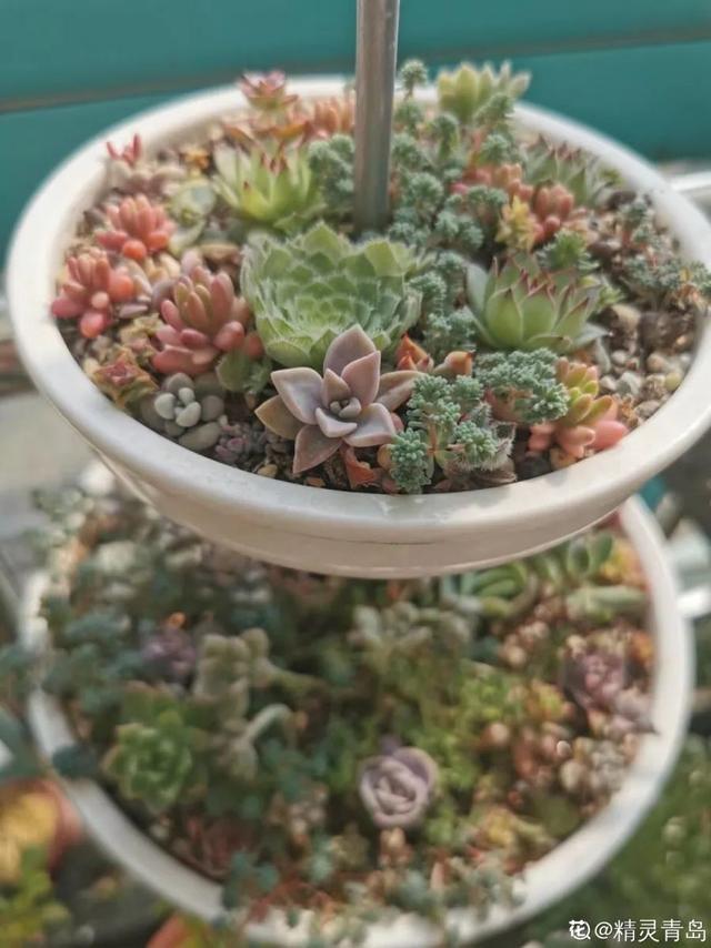 家里养盆虎皮兰,小花盆、挤着养,疯狂开花爆小崽!