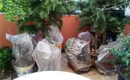 冬天养花，套上方便袋，绿油油的过冬天，嗷嗷的开花