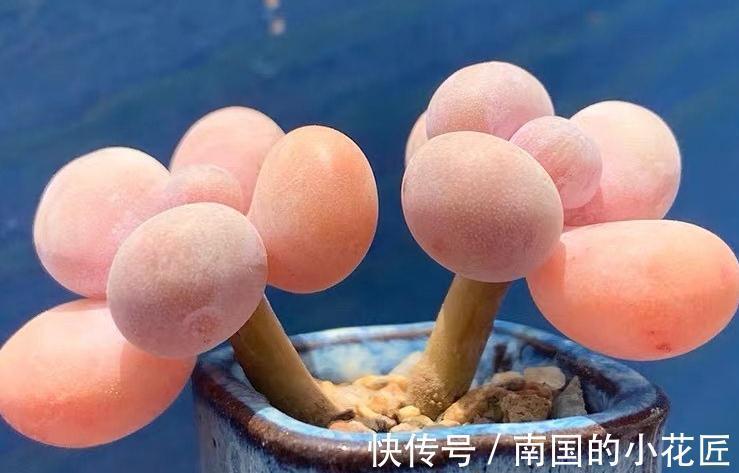 肉嘟嘟的多肉让人爱不释手,缺点就是价格小贵,多肉打假数据最高