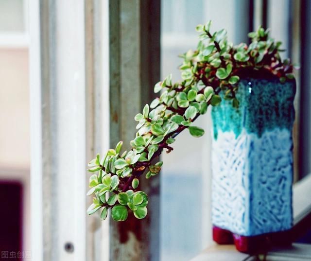 6种便宜花,用心养一年,麻雀变凤凰,越养越精贵