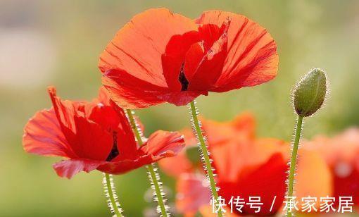 美极了|从8月20日开始，家养此款花卉，花型奇特美丽，养盆放阳台美极了