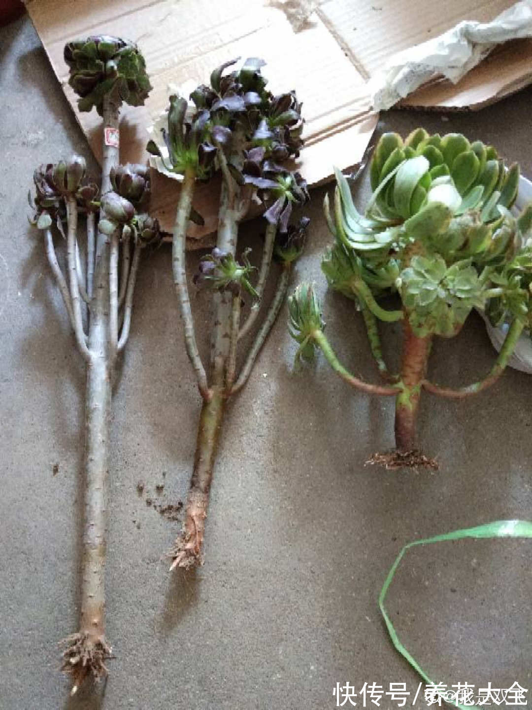 养花大棚倒闭,“贵货花”路边扔了一地,后悔没带个大麻袋