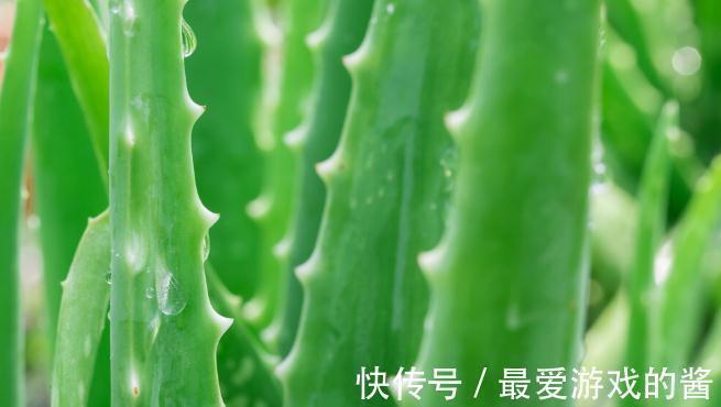 这7种绿植是空气净化小能手，很适合养在室内，美观又增氧