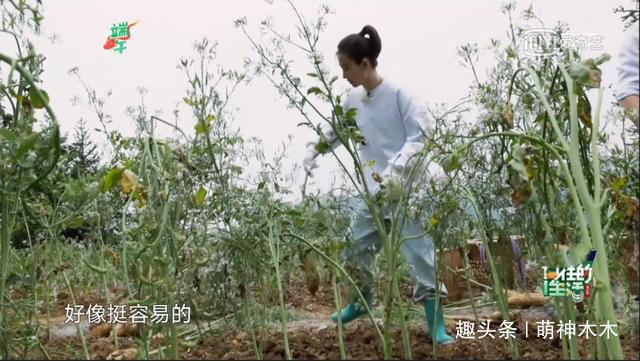 《向往的生活》看人下菜碟從鏡頭播送量就能看出，差別待遇明顯