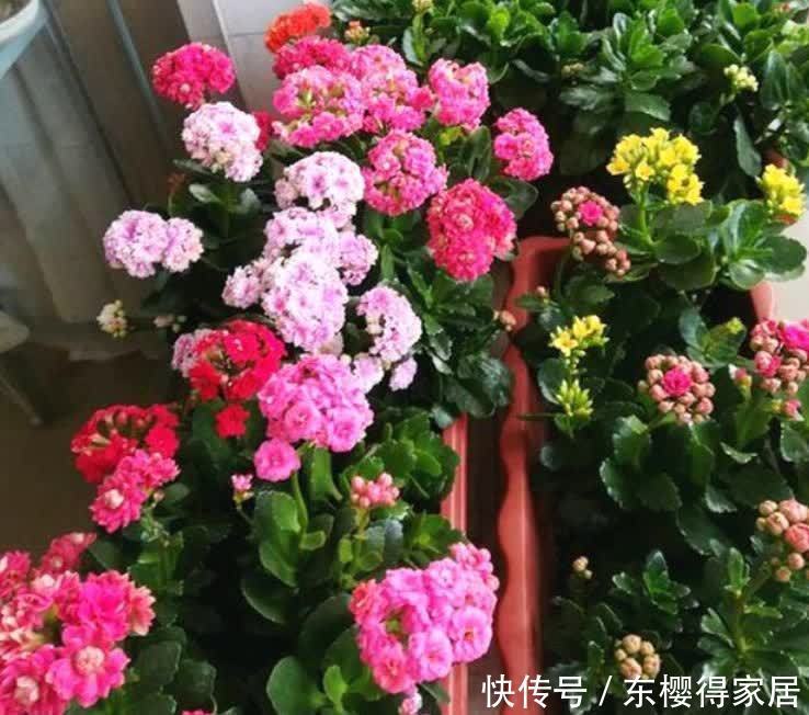 4种漂亮花,好打理,易爆盆,适合新手养,轻松养爆盆!