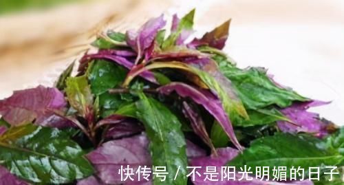 红背菜红背菜|爱美女性不妨多吃3种食物,营养丰富、滋润肌肤,身体棒棒哒!