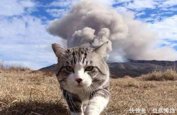 唐三彩|霸气猫手办过于“魔性”,视觉错位却毫不违和,被粉丝疯狂追捧