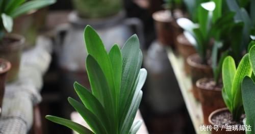 君子兰|气温超过35℃,君子兰有“4怕”,避开后,不休眠,还长新叶