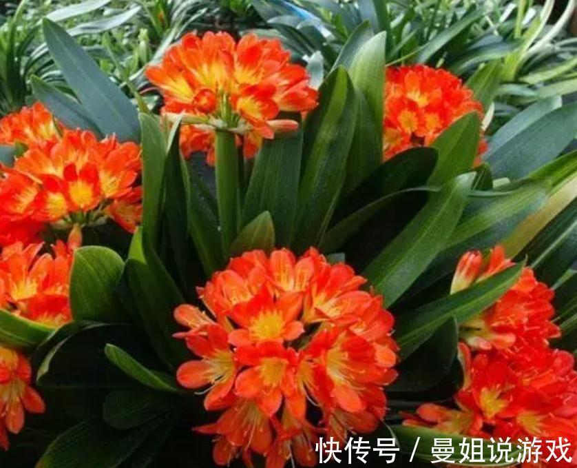 君子兰浇水秘籍奉上,像绿萝一样爆盆疯长