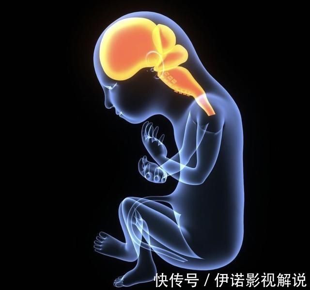 dh宝宝聪明要趁早在娘肚会经历3个脑发育高峰期,孕妈要抓住时机