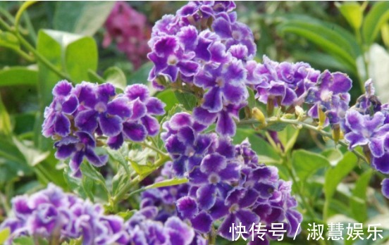 喜欢养花,不如养盆葡萄园之歌,一年四季开花不停,花朵烂漫,美