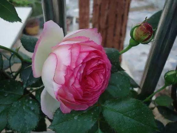 这几种花，种对了是花墙, 种错了只是篱笆