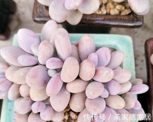 多肉植物|9个美到无法形容的粉色多肉品种，不多养几盆都觉得亏