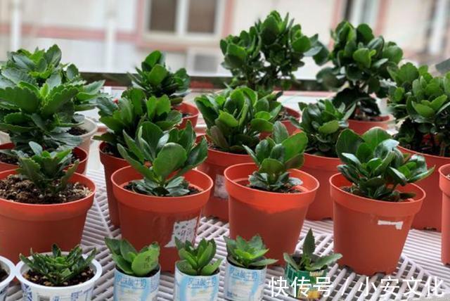 秋季来临，“2种花”现在扦插，一周就生根，进入冬季就开花