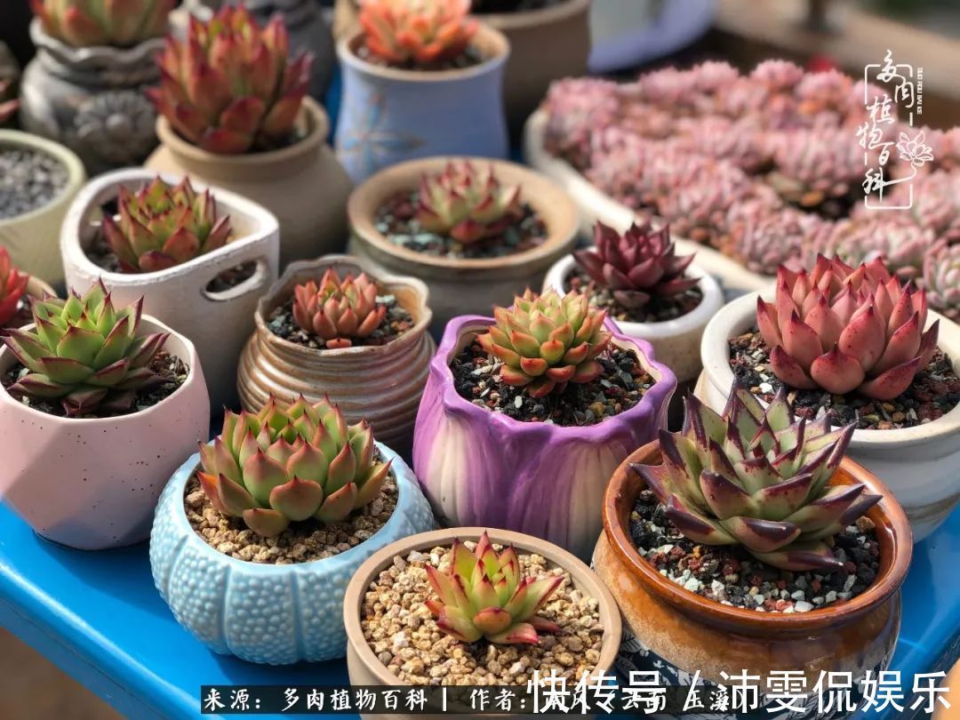 深秋里,种多肉、赏多肉、会肉友,马不停蹄快乐多!