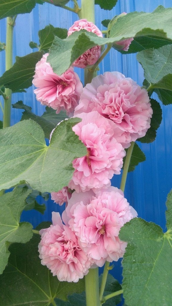 漂亮的蜀葵开花了,随便撒些种子,来年就是一片花海!