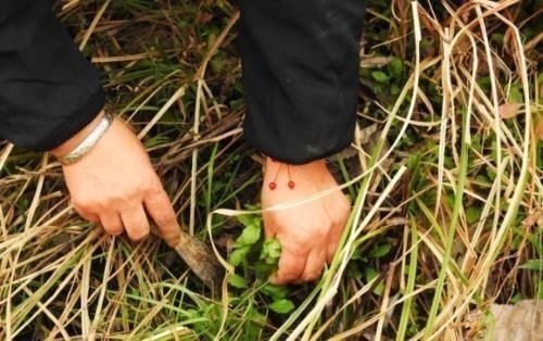 救心菜|农地里被忽视的这种野菜,或是高血压“克星”,建议:不妨多吃点