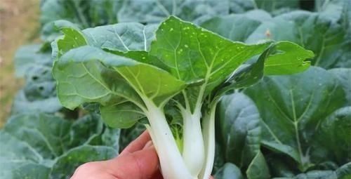 后遗症|女子怀孕14周流产,“胎儿”照片曝光!指甲盖都能看得清清楚楚