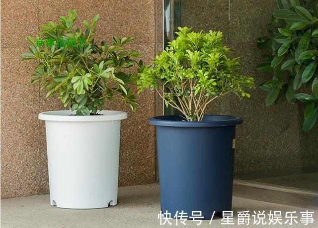 花草|6种花盆,不适合养花,难怪长势不好,扔了吧