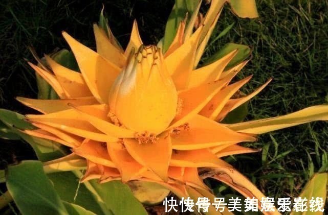 解毒#经常用来为喂猪,却不知花可解酒、解毒,人们尊称为“五树六花”