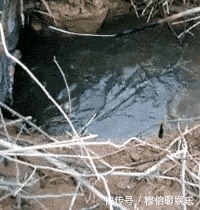钓鱼|一个人毁了一条河,这样的人要是多一些,钓鱼人将无处野钓